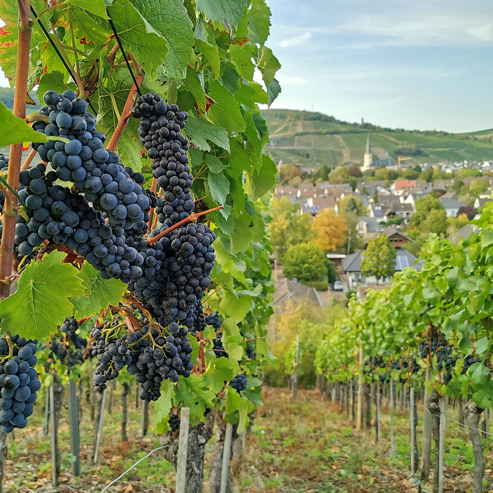 Rotweintrauben mit Ahrweiler im Hintergrund